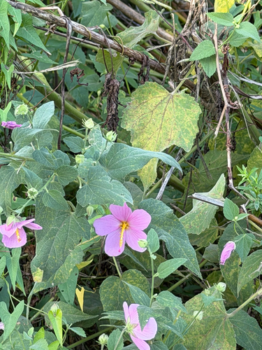 Saltmarsh mallow