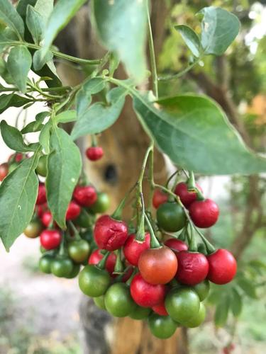 Solanum seaforthianum iNat (2)