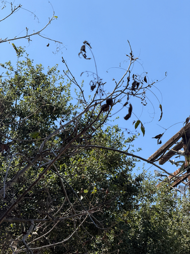 Juglans californica, photograph 2