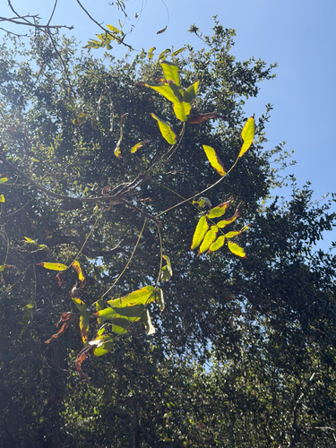 Juglans californica