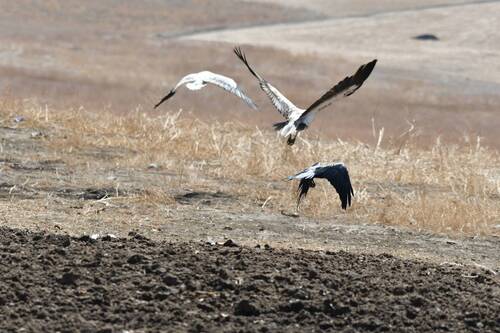 Egyptian Vulture