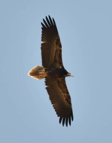 Egyptian Vulture