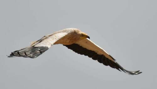 Western Egyptian Vulture