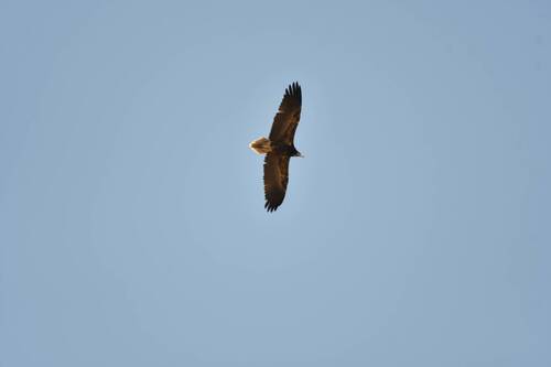 Egyptian Vulture