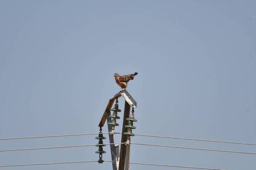 Atlas Long-legged Buzzard
