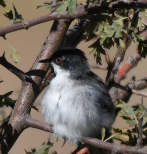 Sardinian Warbler