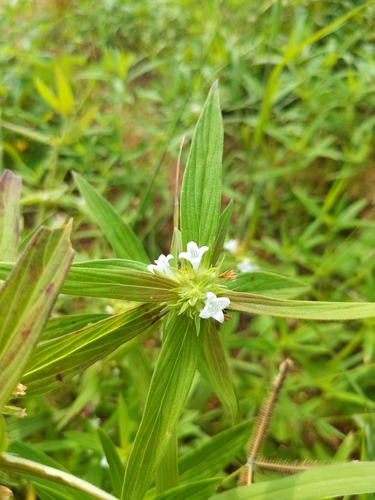 Spermacoce stachydea