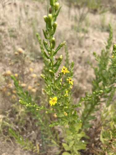 false yellowhead