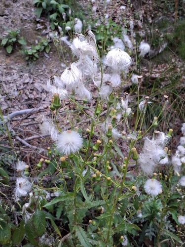 American burnweed