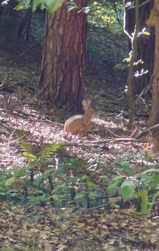 Brown Hare