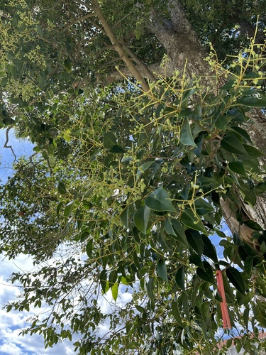 tree privet