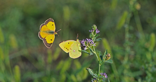 Clouded Yellow