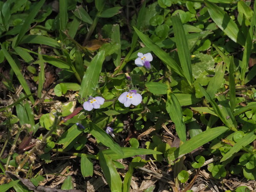 Mazus fauriei, photograph 1