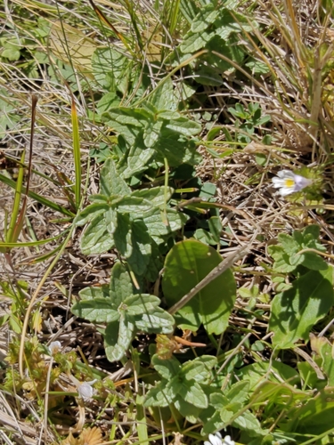 Bartsia alpina observed 2026-09-16