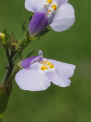 Mazus fauriei, photograph author not stated, no rights reserved