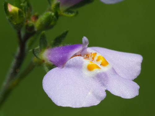 Mazus fauriei