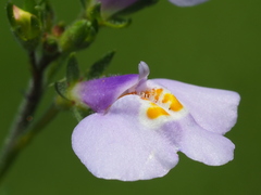 Mazus fauriei