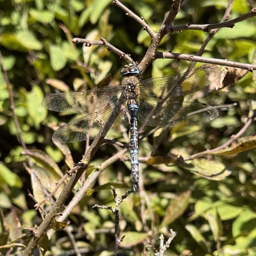 Migrant Hawker
