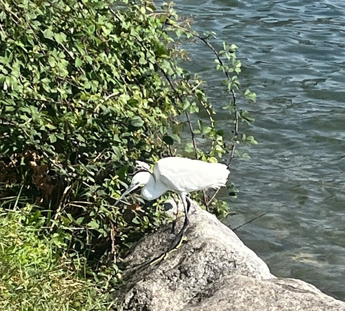 Little Egret