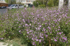 Malva erecta