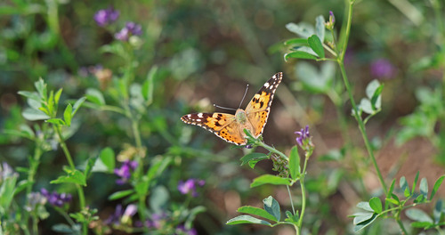 Painted Lady