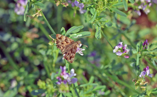 Mallow Skipper