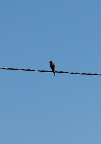 Eurasian Kestrel