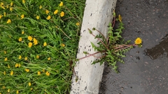 Taraxacum officinale