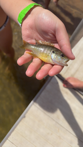 Green Sunfish