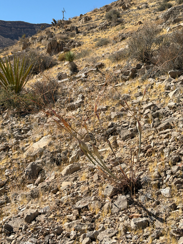 Eriogonum inflatum, photograph 4