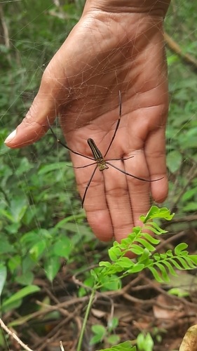 Giant Golden Orbweaver