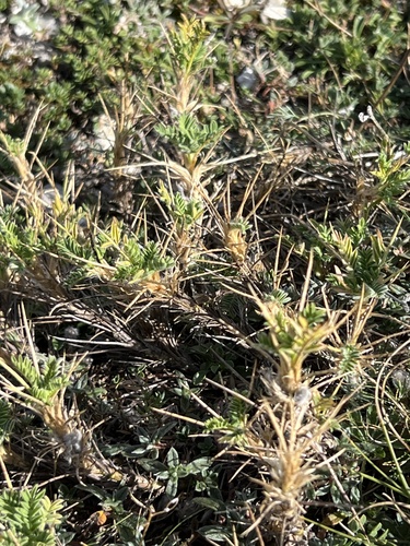 Mountain Tragacanth