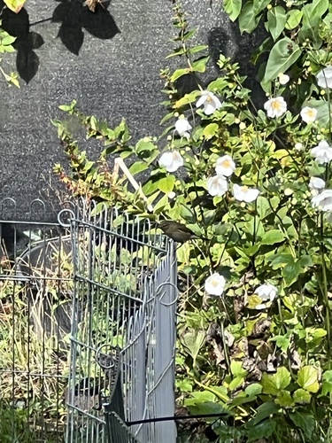 Common Chiffchaff