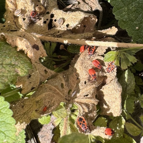 European Firebug