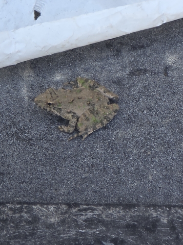 Blanchard's Cricket Frog