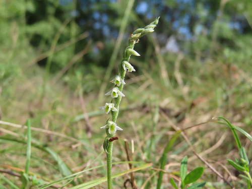 Autumn Ladies' Tresses