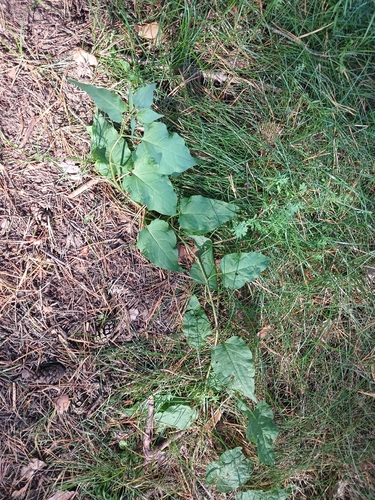 bittersweet nightshade