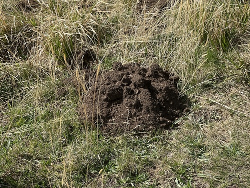 European Mole
