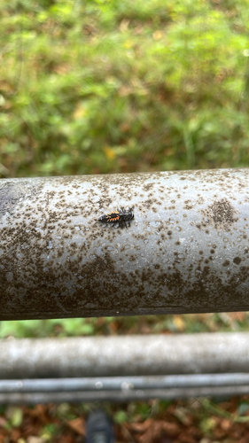 Asian Lady Beetle