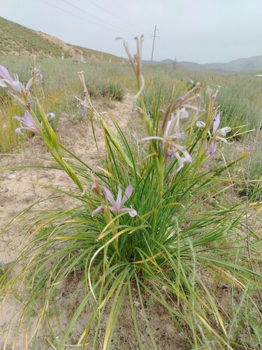 Iris songarica, photograph 1