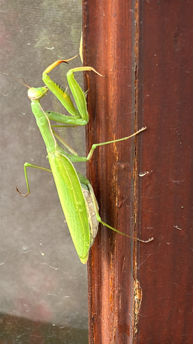European Mantis