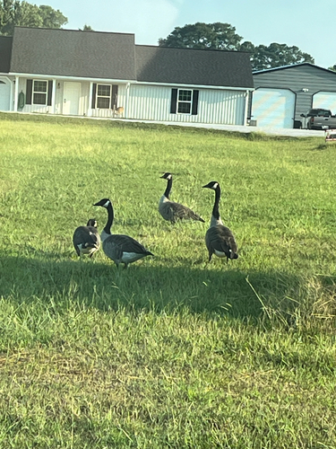 Canada Goose