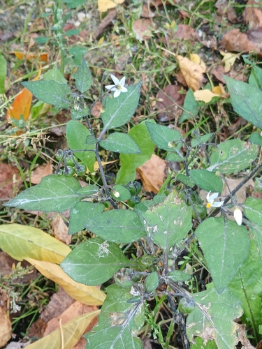 black nightshade