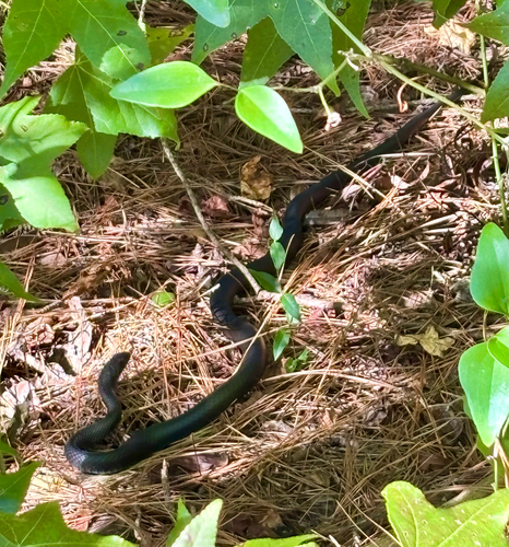 North American Racer