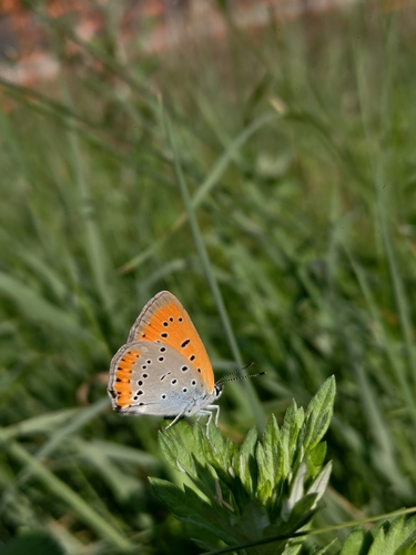 Large Copper