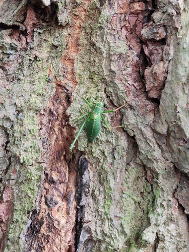 Speckled Bush-cricket