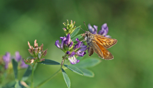 Large Skipper