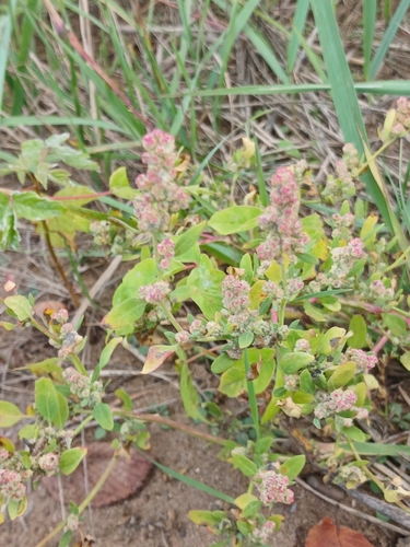 Common Lambsquarters