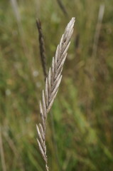 Agrotrigia