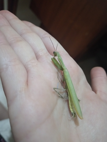 European Mantis